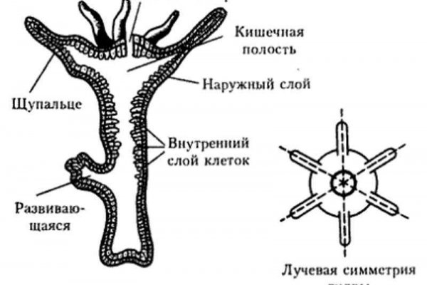 Ссылки на даркнет сайты